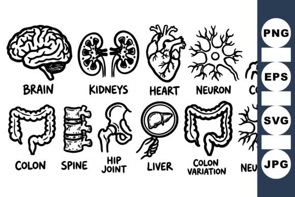 Medical Anatomy Vector Set